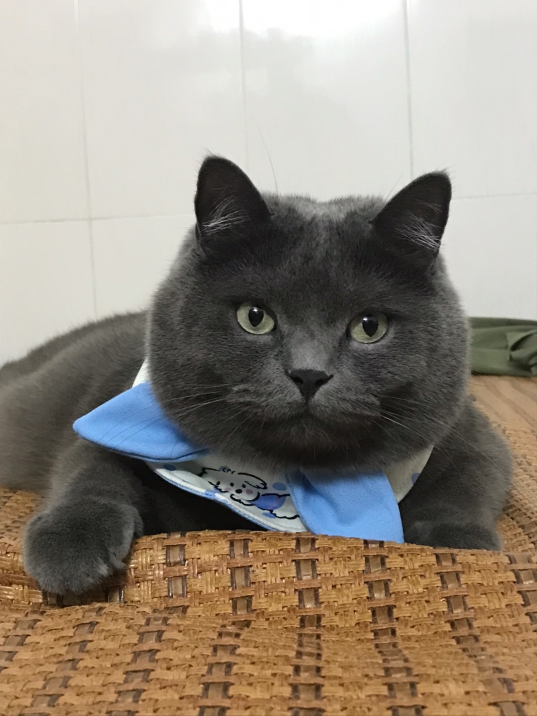 大脸盘子猫🐱