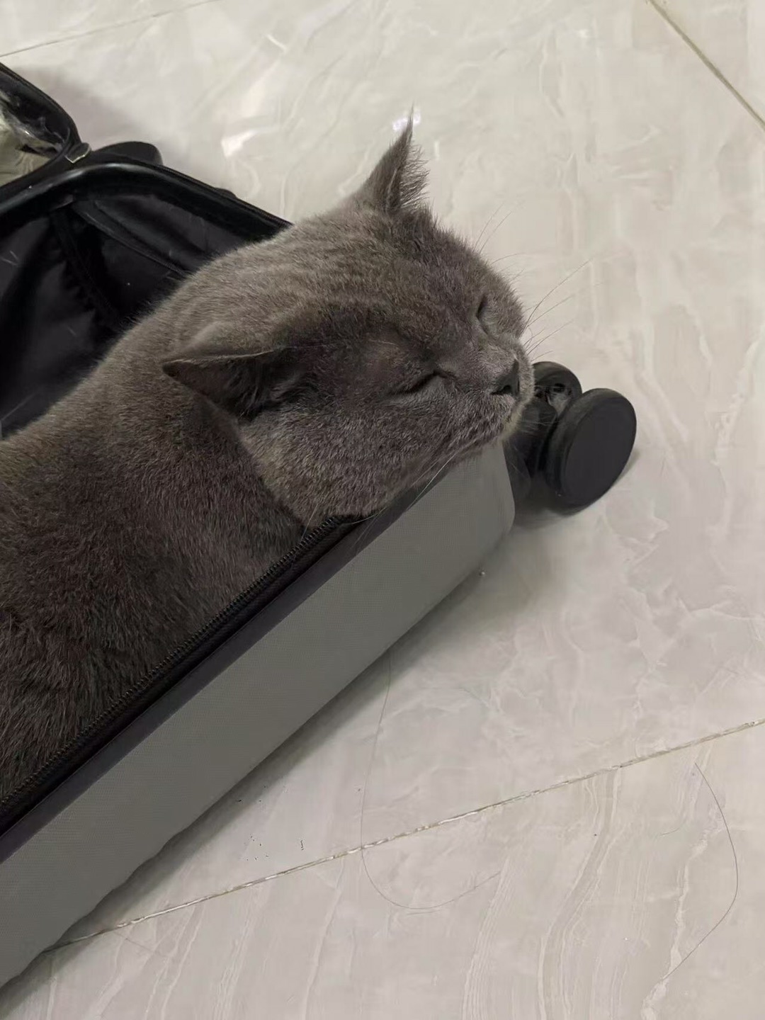 谁懂小猫对箱子的执着(^-^)/