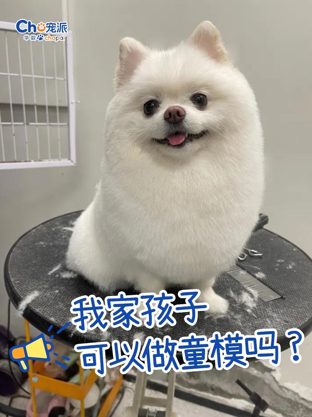华数宠派丨毛孩爸妈们可以大声说出那句话了