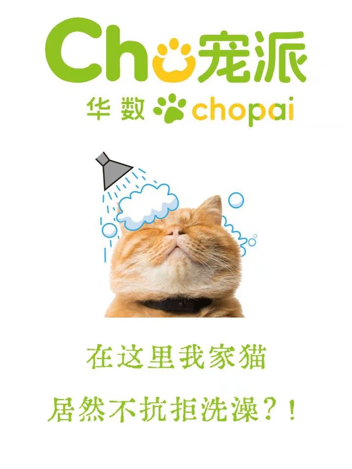 🐱在家洗澡逃命？来这秒变棉花糖乖宝！