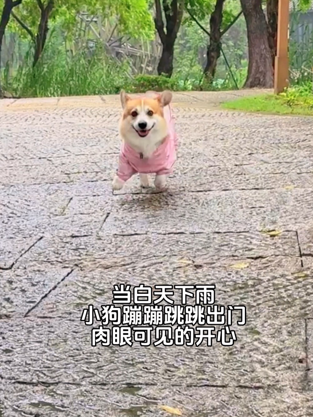 下雨出门的小狗怎么还有两幅面孔啊🤣