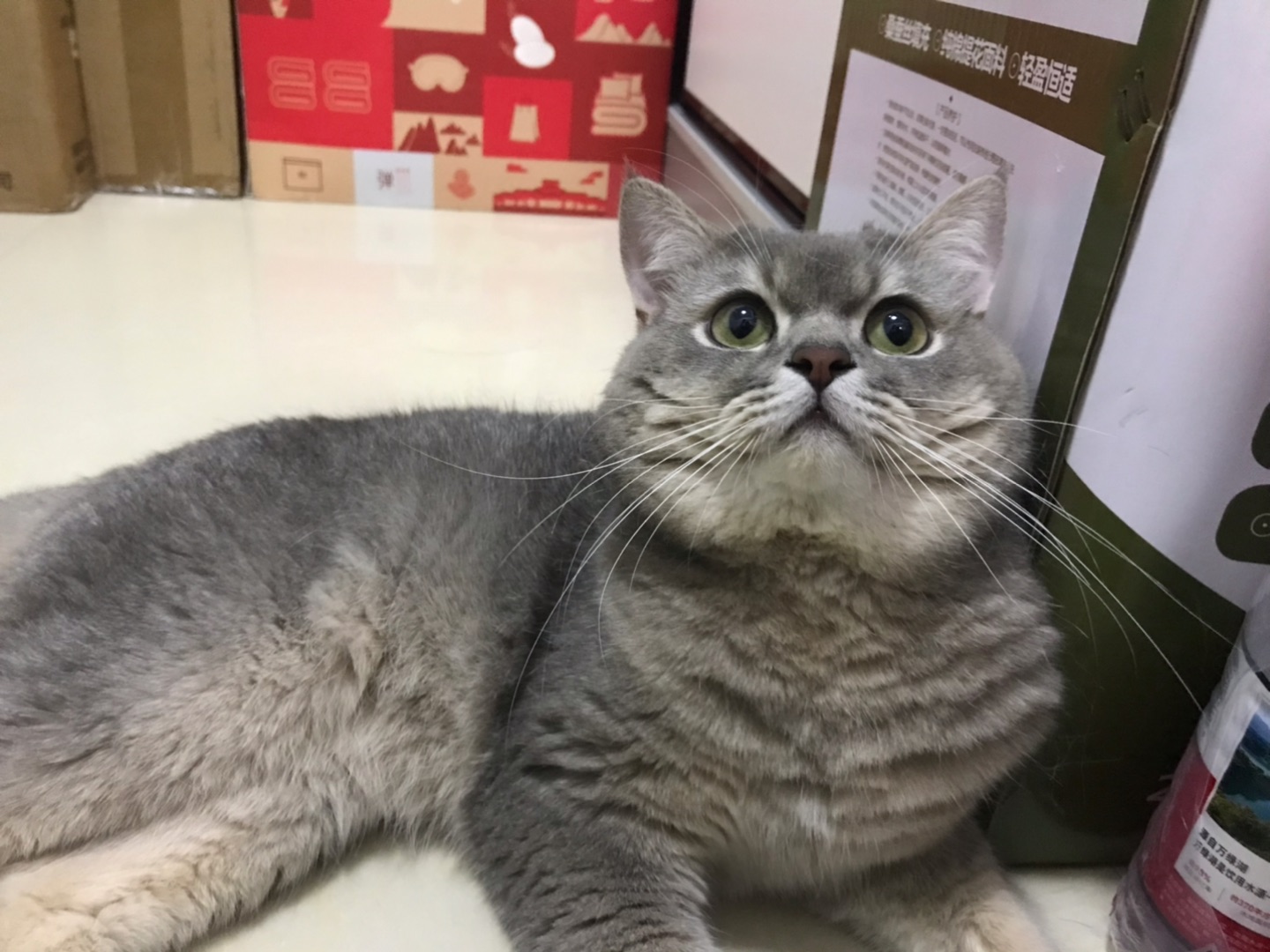 小馋猫😋