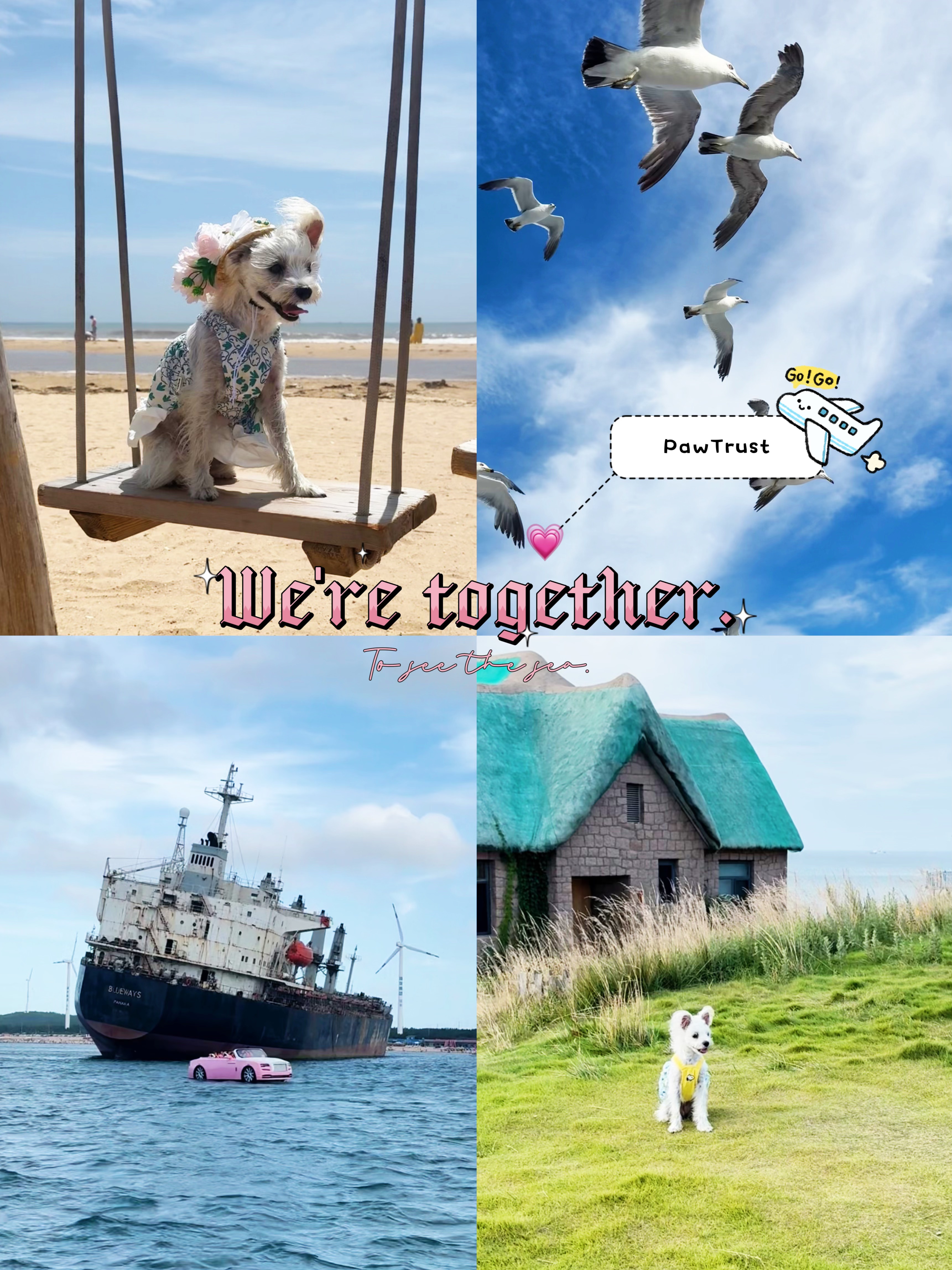伴旅宠物威海行🐾：威海带狗游，酱蟹沉船太燃了！🐕（2）