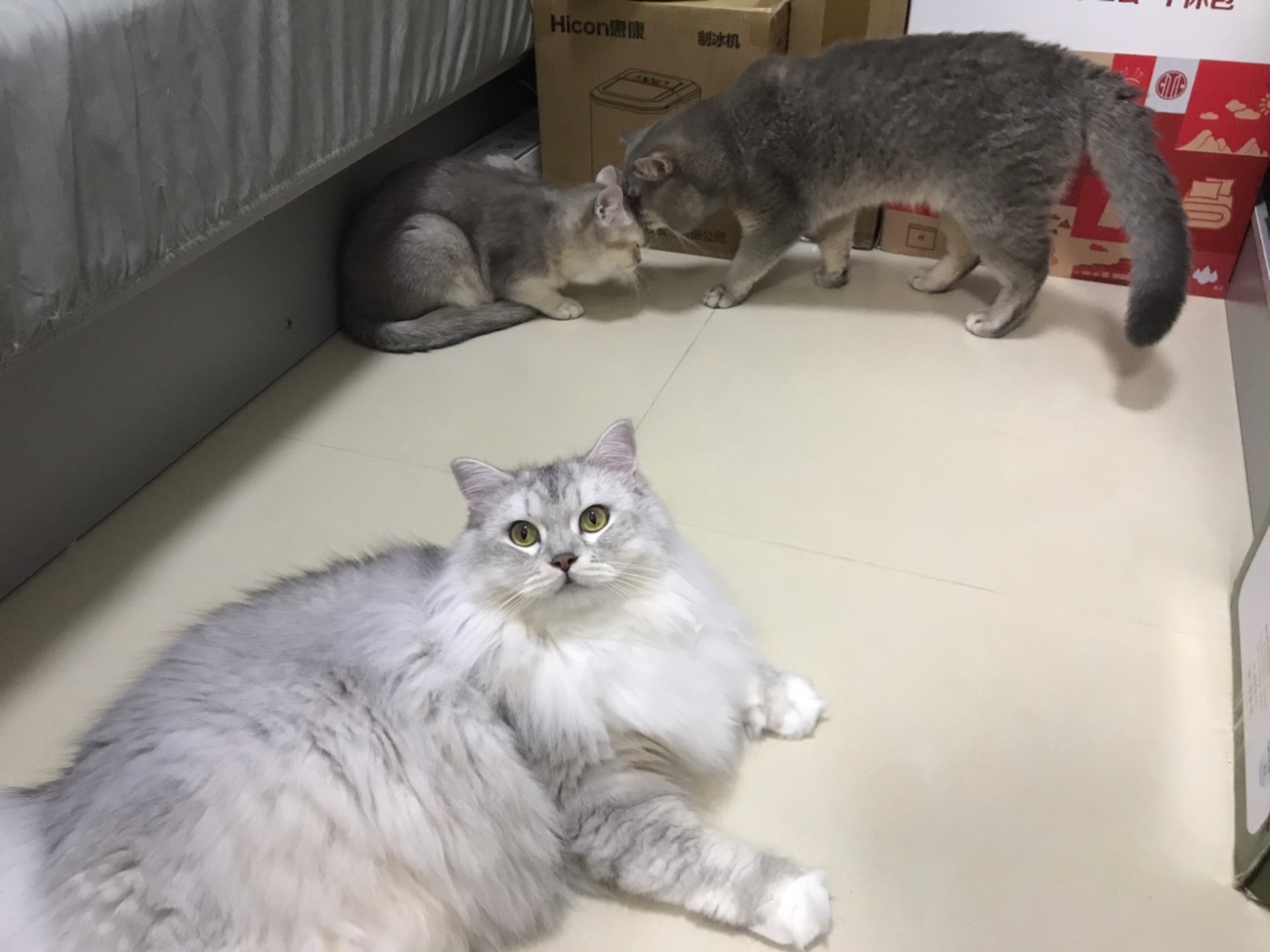 日常陪伴❤️