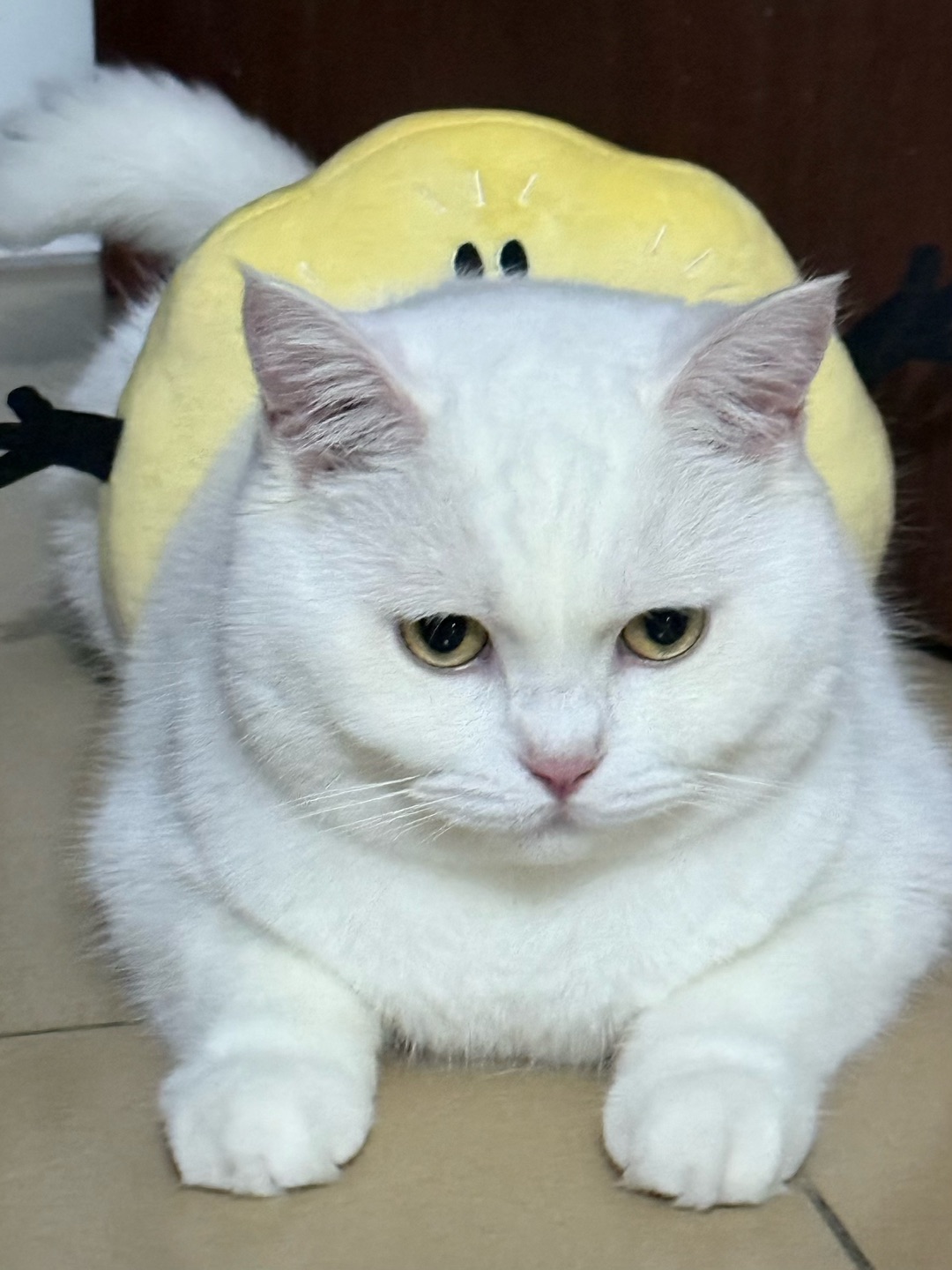 “小面包”🥯