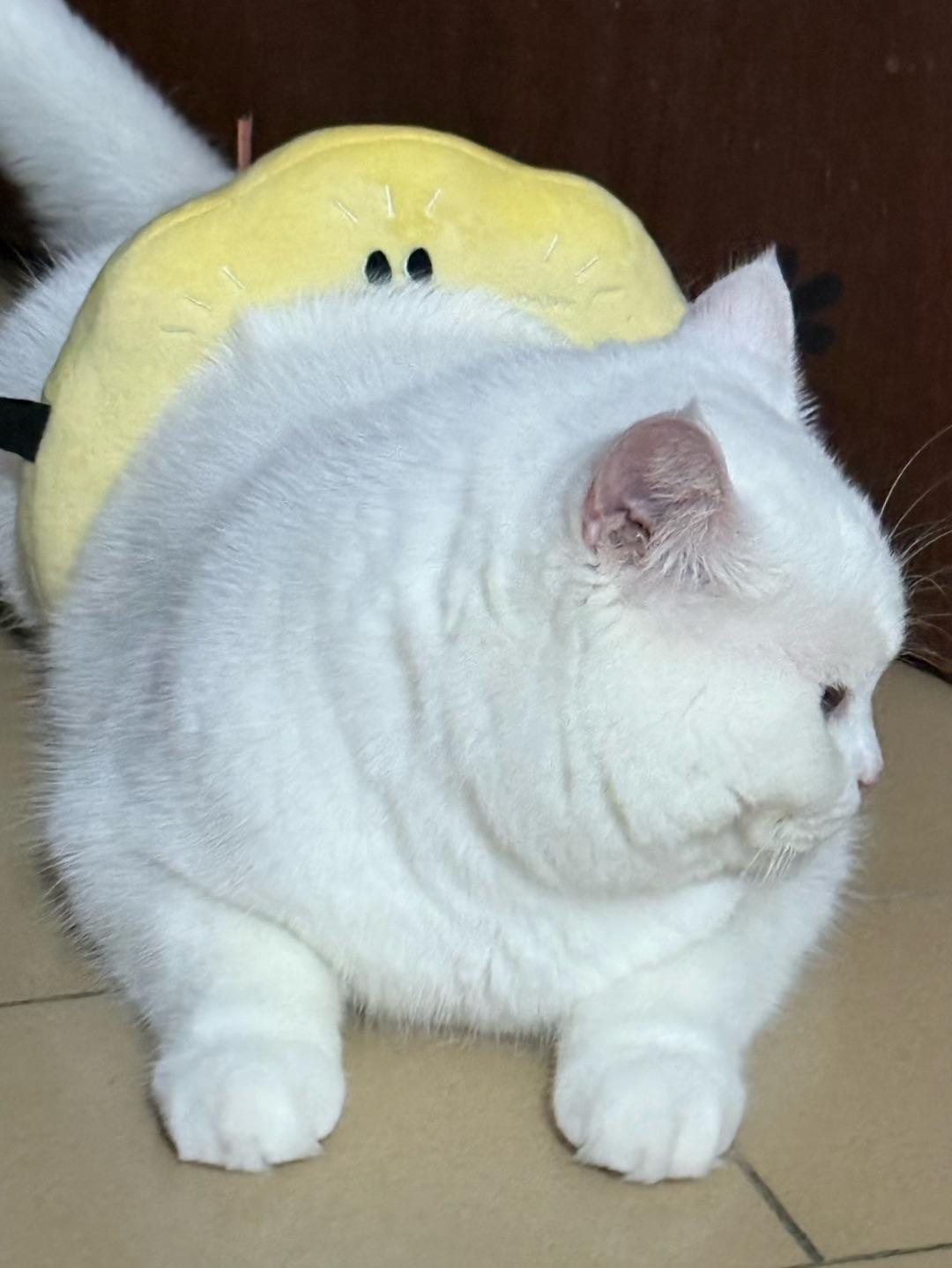 西五街