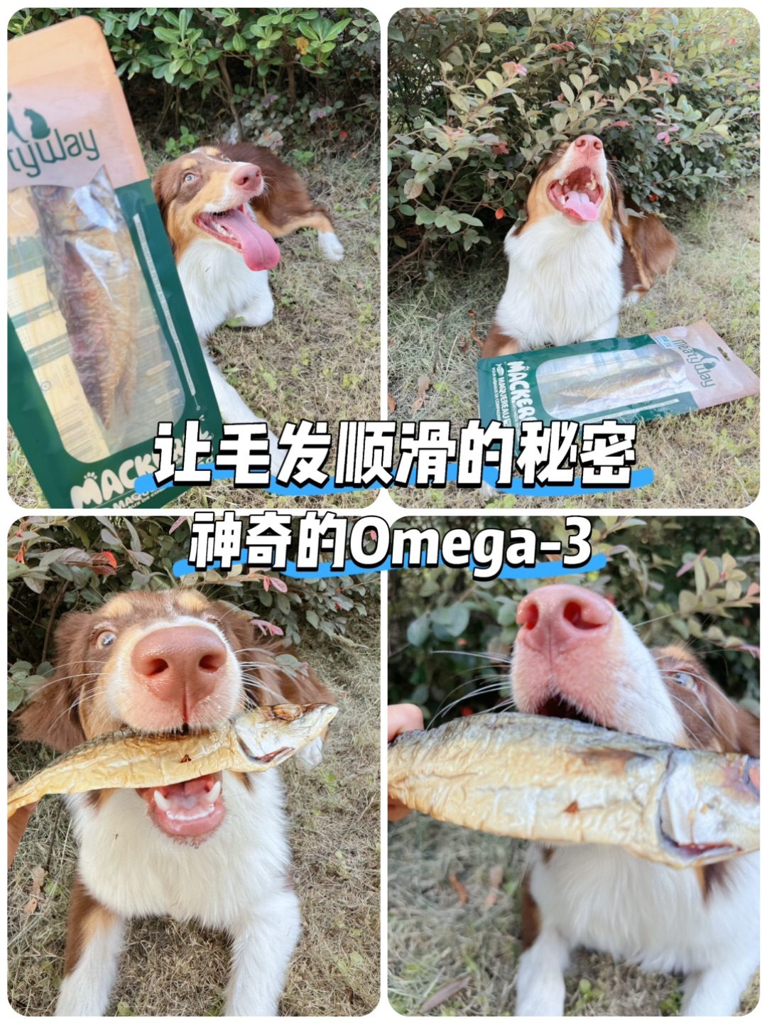 被狗子追着要链接的宠物鱼干🐟
