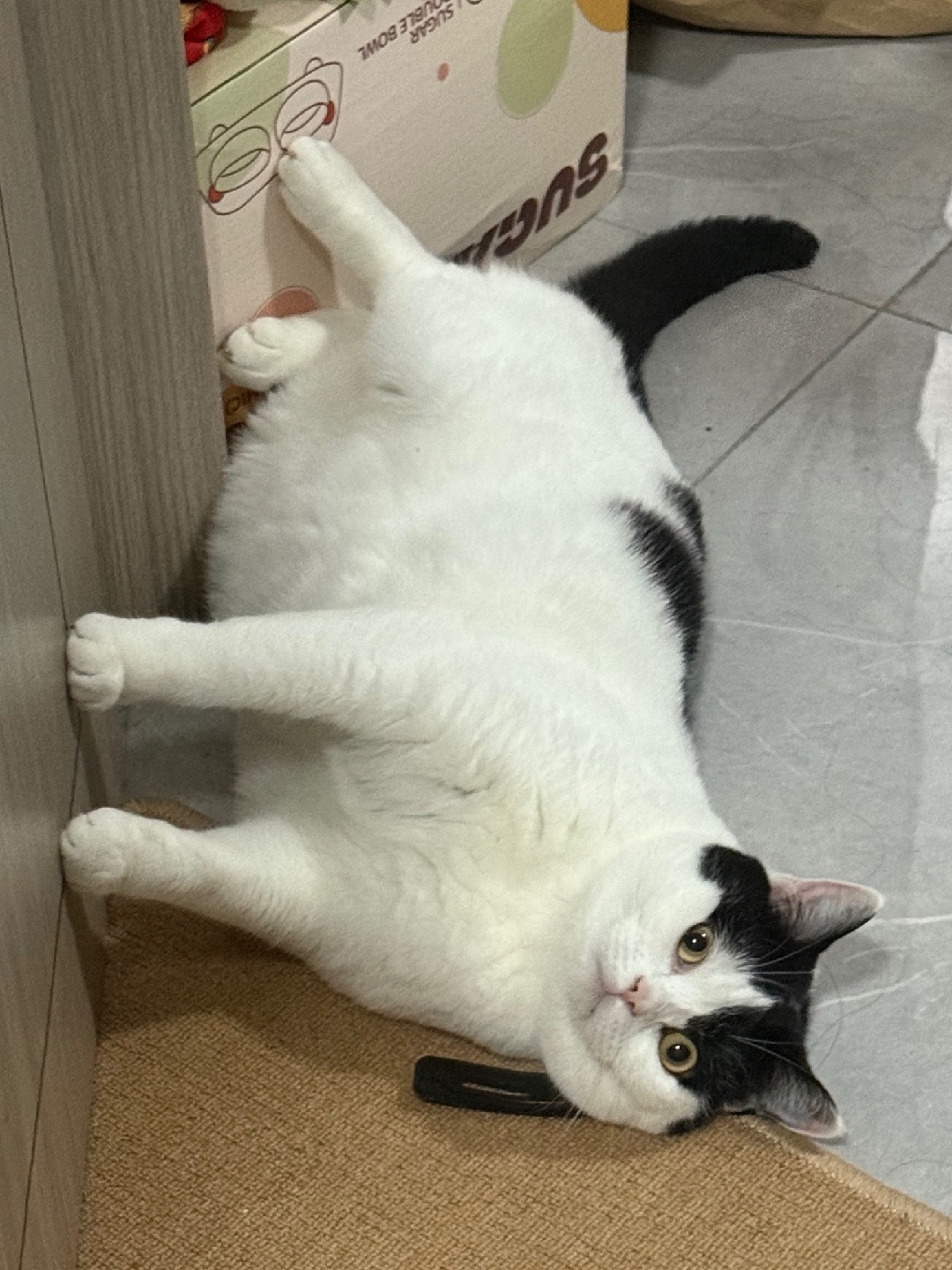 脚踏实地 做猫也是这样的