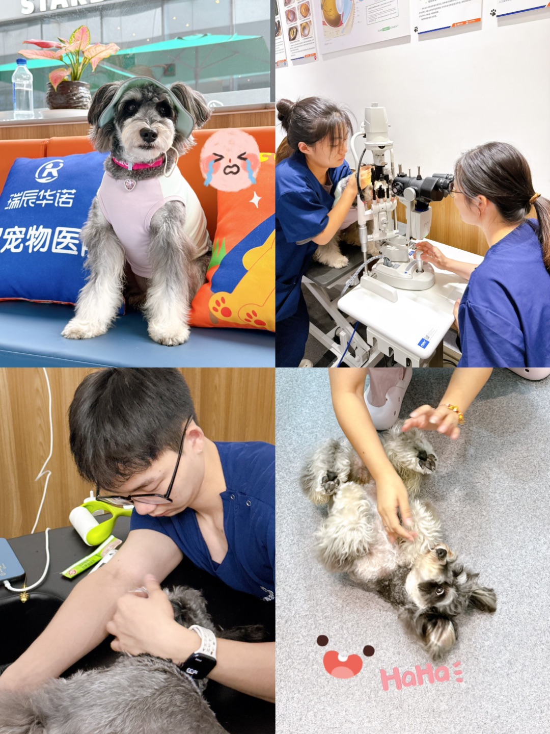 体检日|苦唧唧→笑嘻嘻🐶