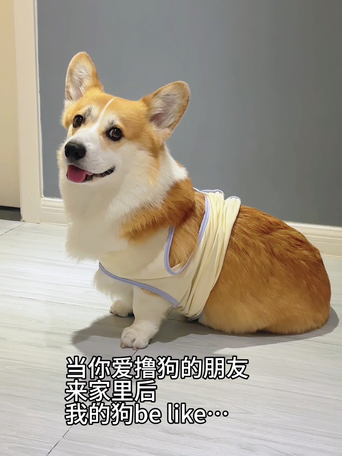 当你爱撸狗的朋友来家里后…我的狗be like…