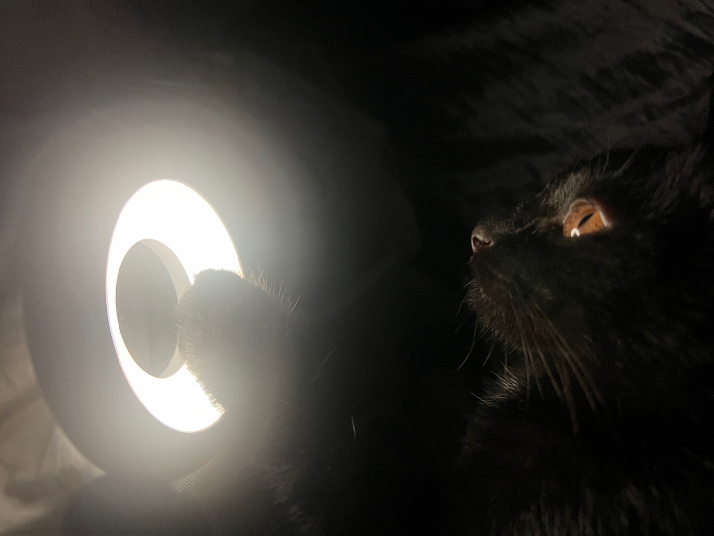 神明少猫