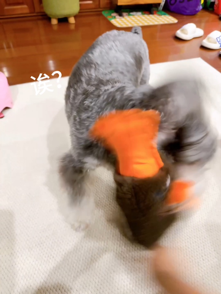 给ee们舞一个