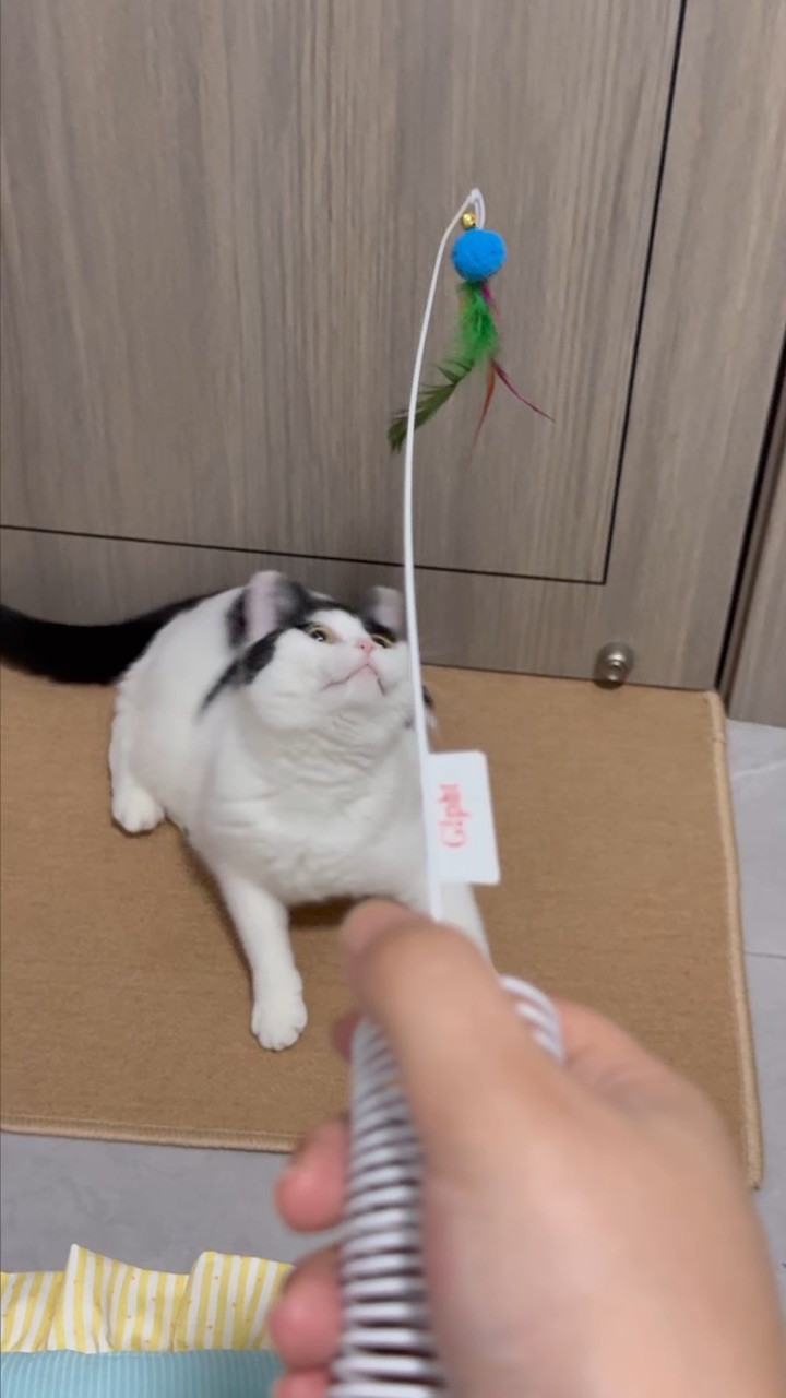 人，猫有没有跳到你心趴上！