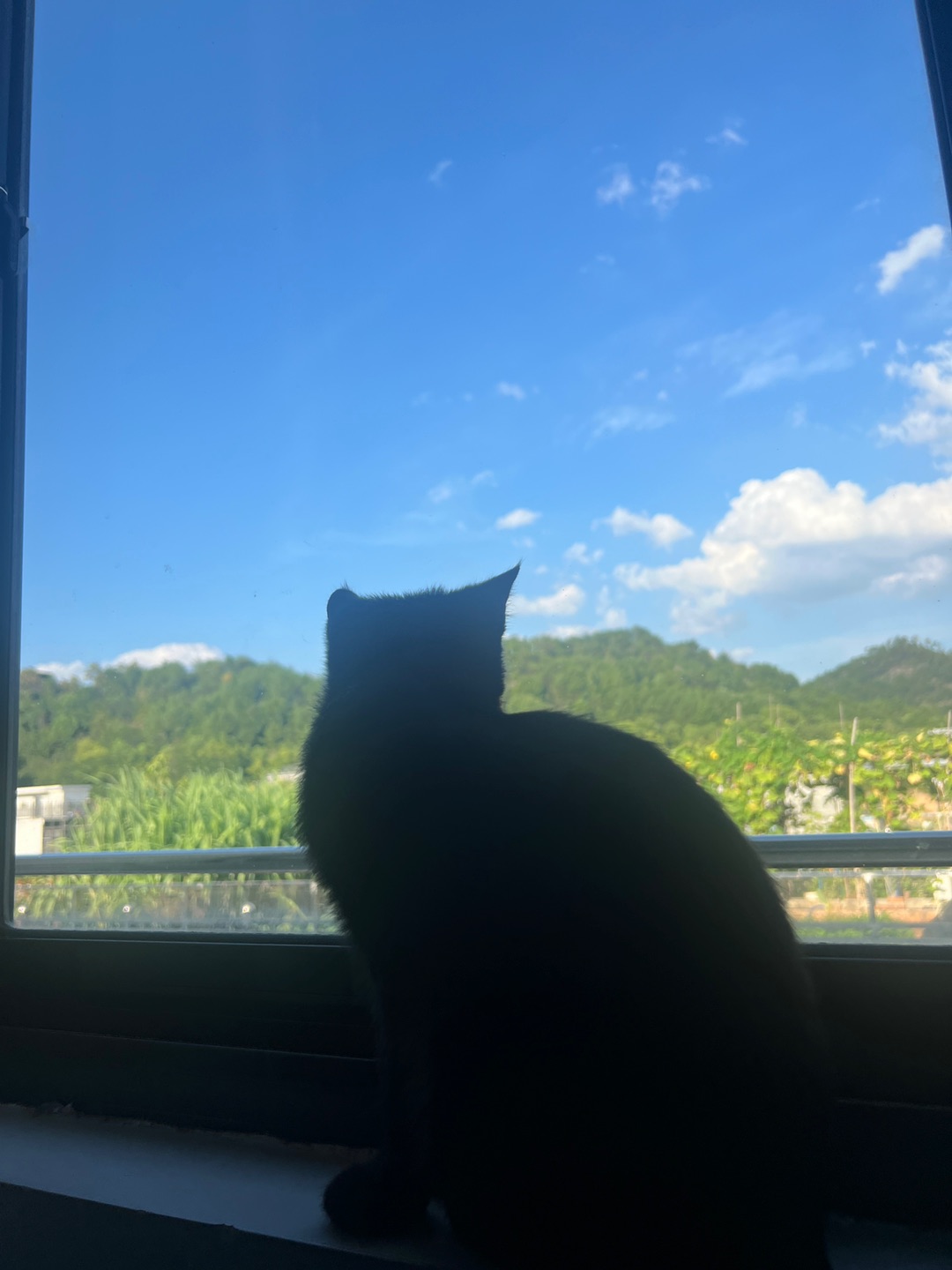 蓝天，白云，青山，黑猫