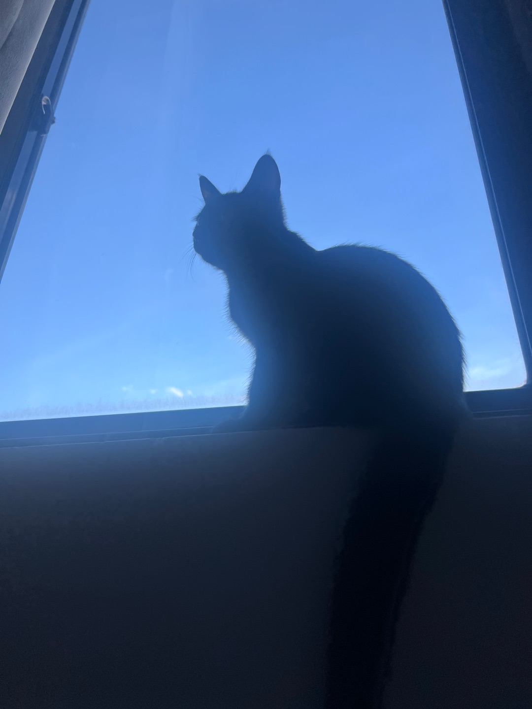 蓝天，白云，小猫
