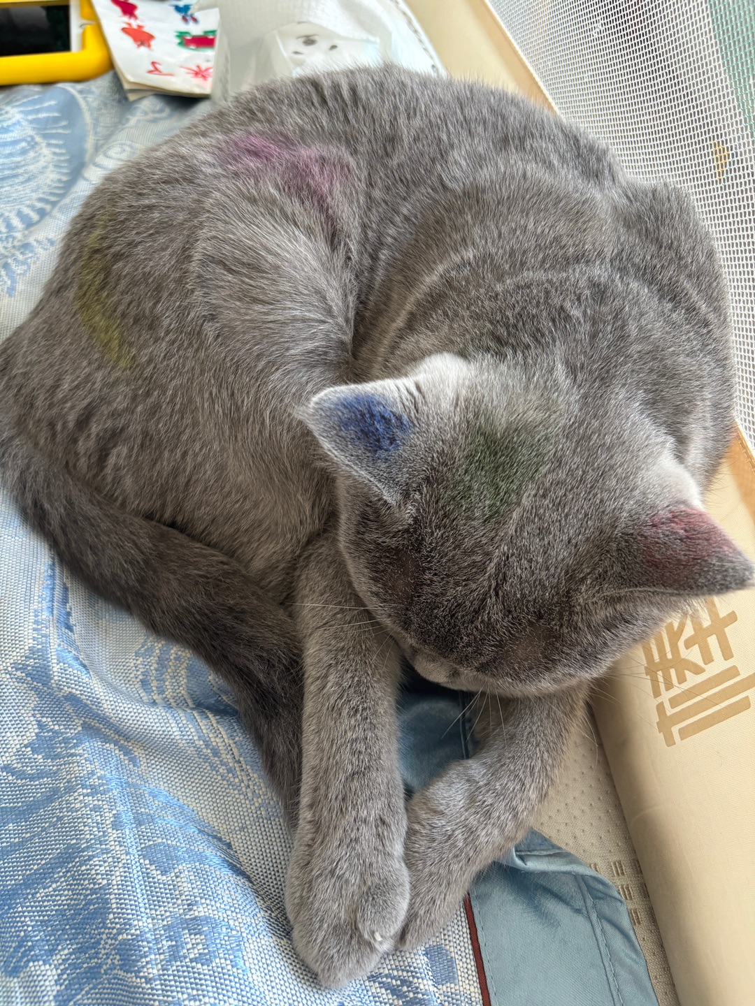 五颜六色的猫