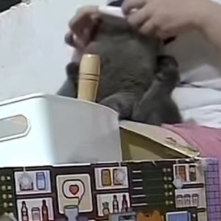 梳毛time到～