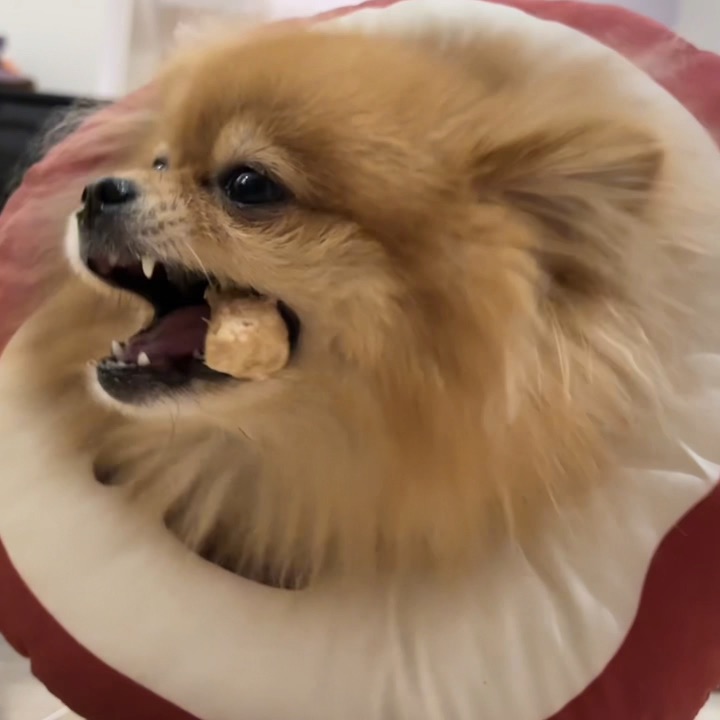 谁家的零食这么香