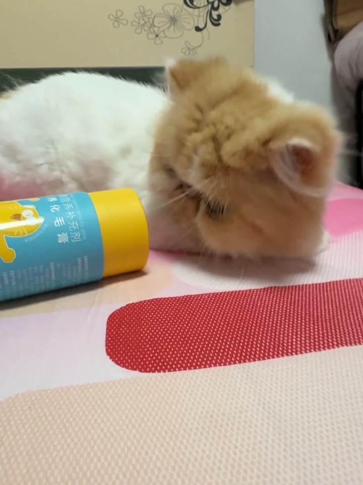 铲屎官必入！化毛难题一键搞定