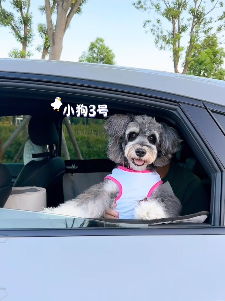 欢迎参观小狗专车