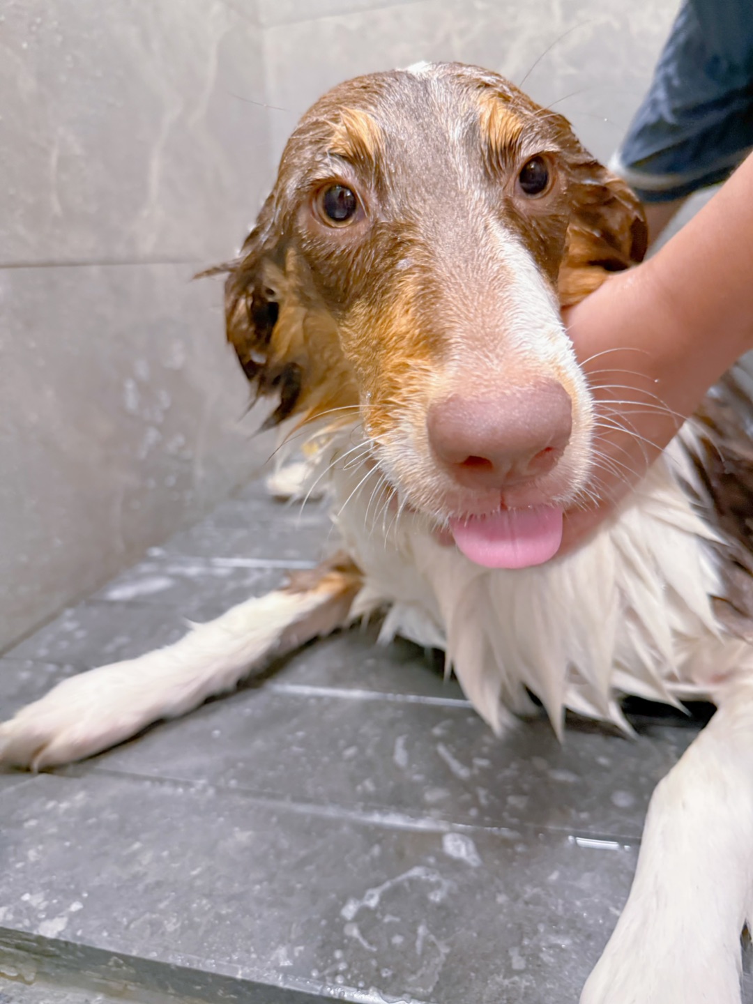 今日份小狗SPA🛁