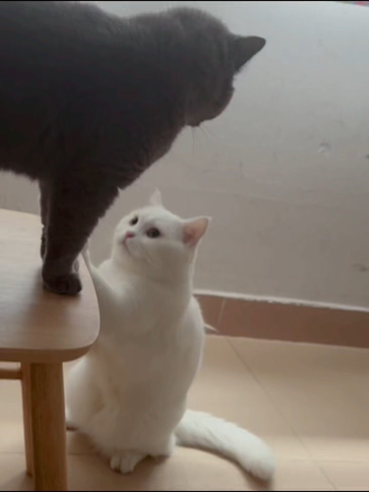 皮皮的眼神杀😂
