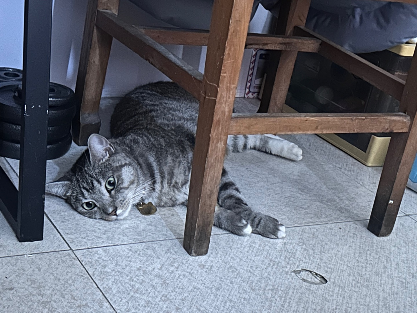 8.16 可爱小猫喵喵喵