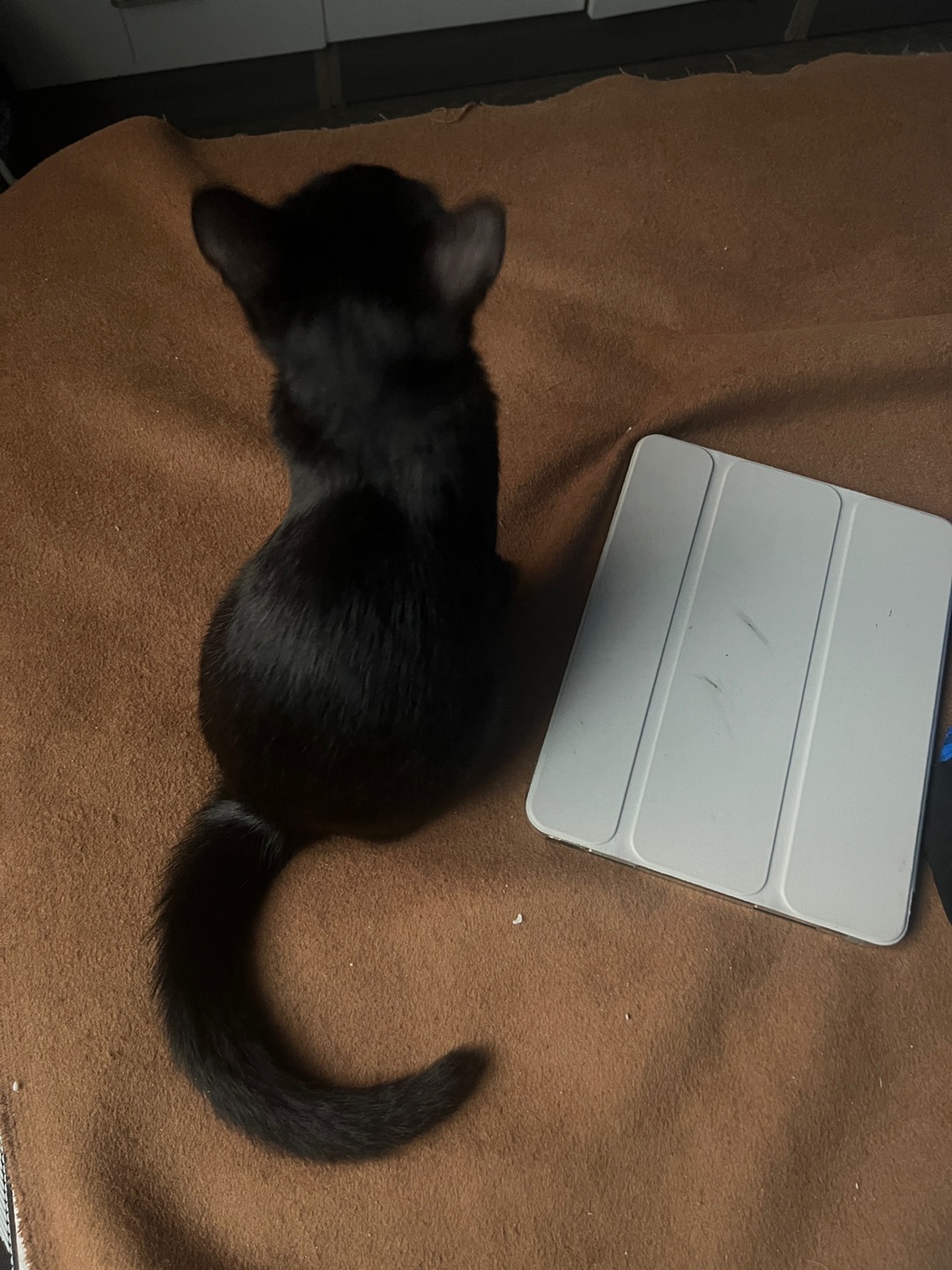 绸缎一般顺滑的黑色猫条一只鸭~