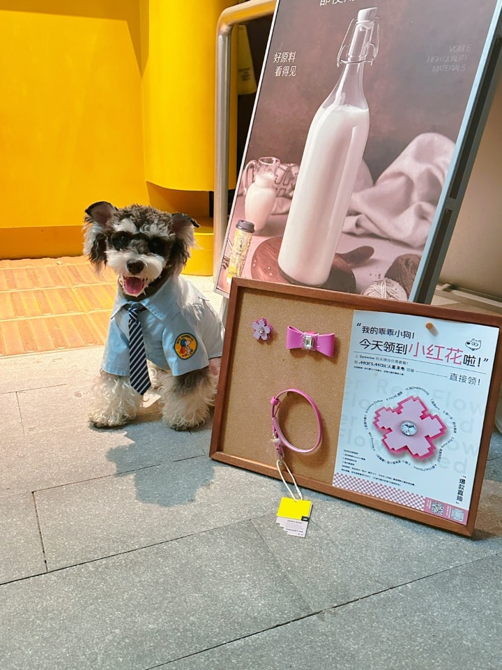 小狗在西岸被围观啦