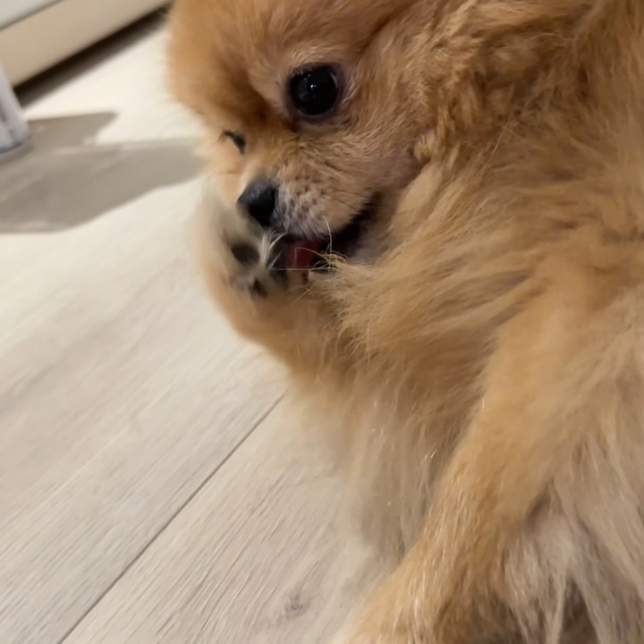 谁家小狗像猫一样洗脸哦