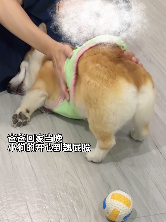 爸宝狗的两幅面孔…开心到翘屁股✨
