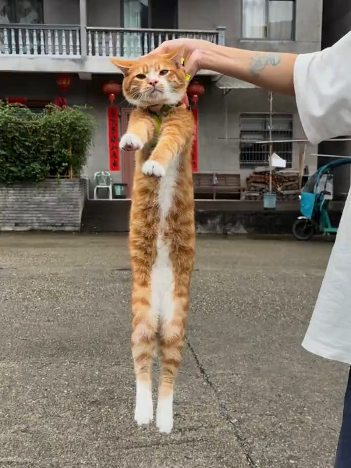 不是普通流浪猫反正