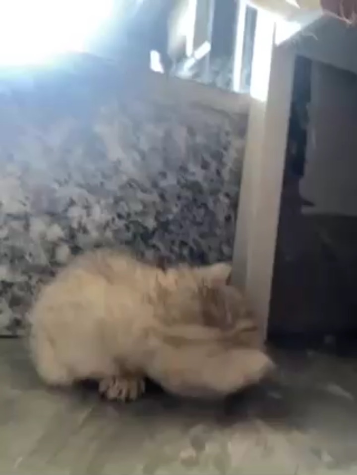 小鼻嘎睡觉