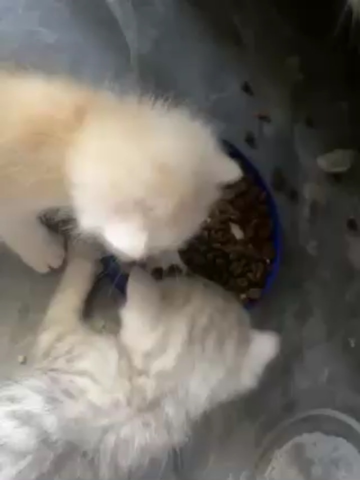 凯米尔色真好看