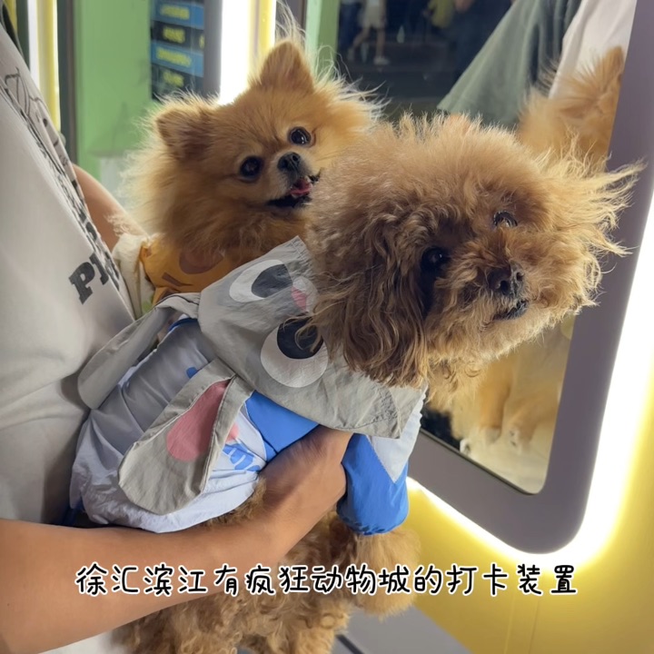 是真的朱迪尼克耶🐰🦊