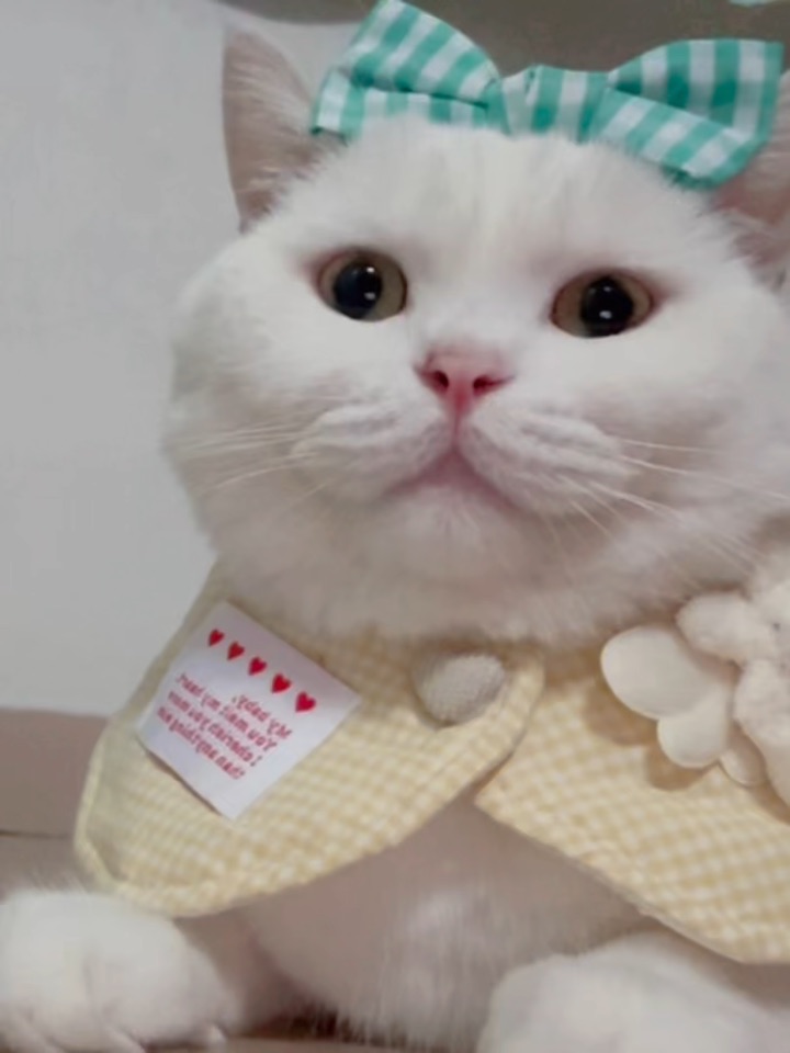 🎀🐱