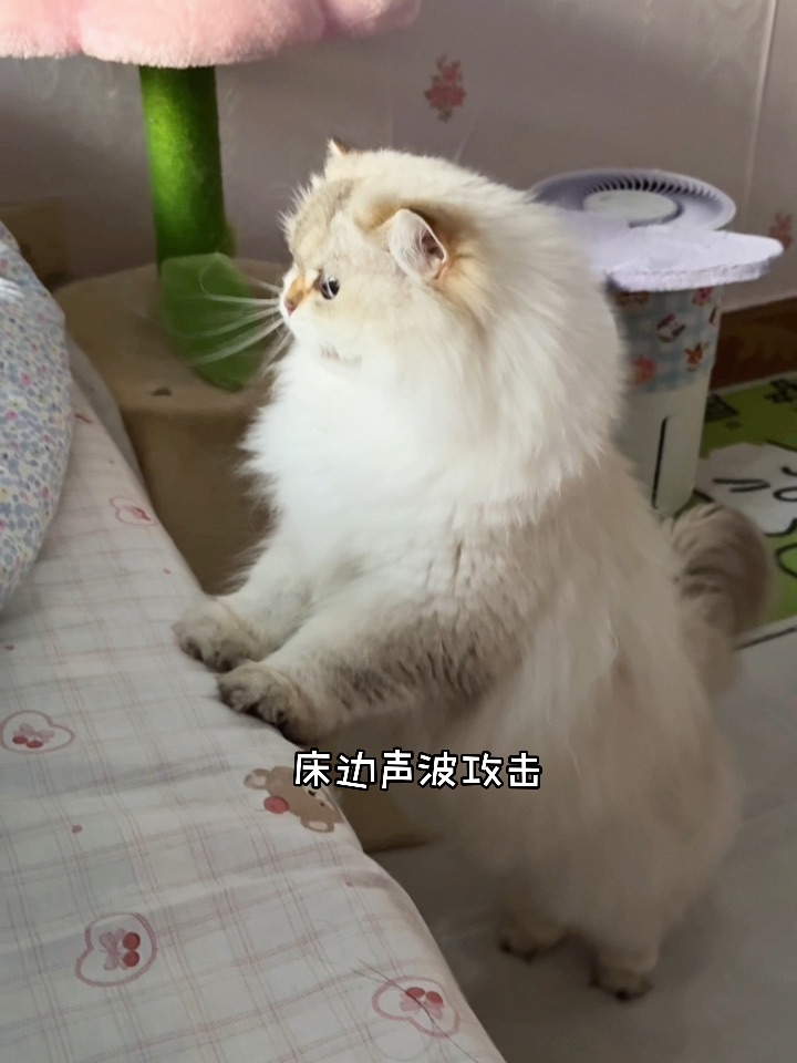 话痨小猫是怎么叫麻麻起床的？
