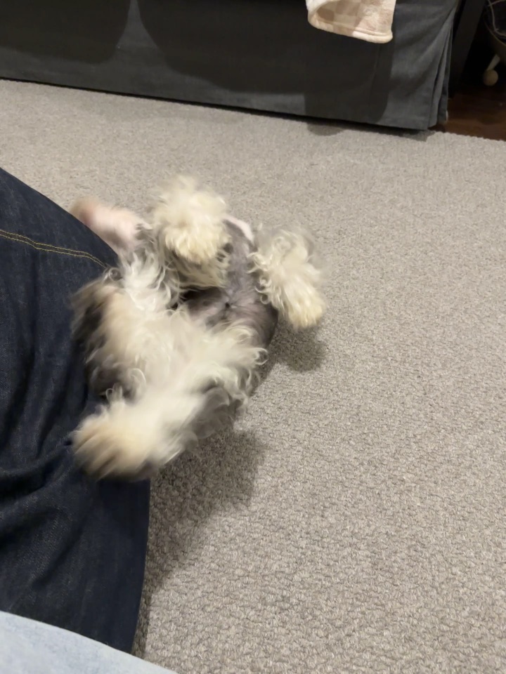 小狗这样到底啥意思