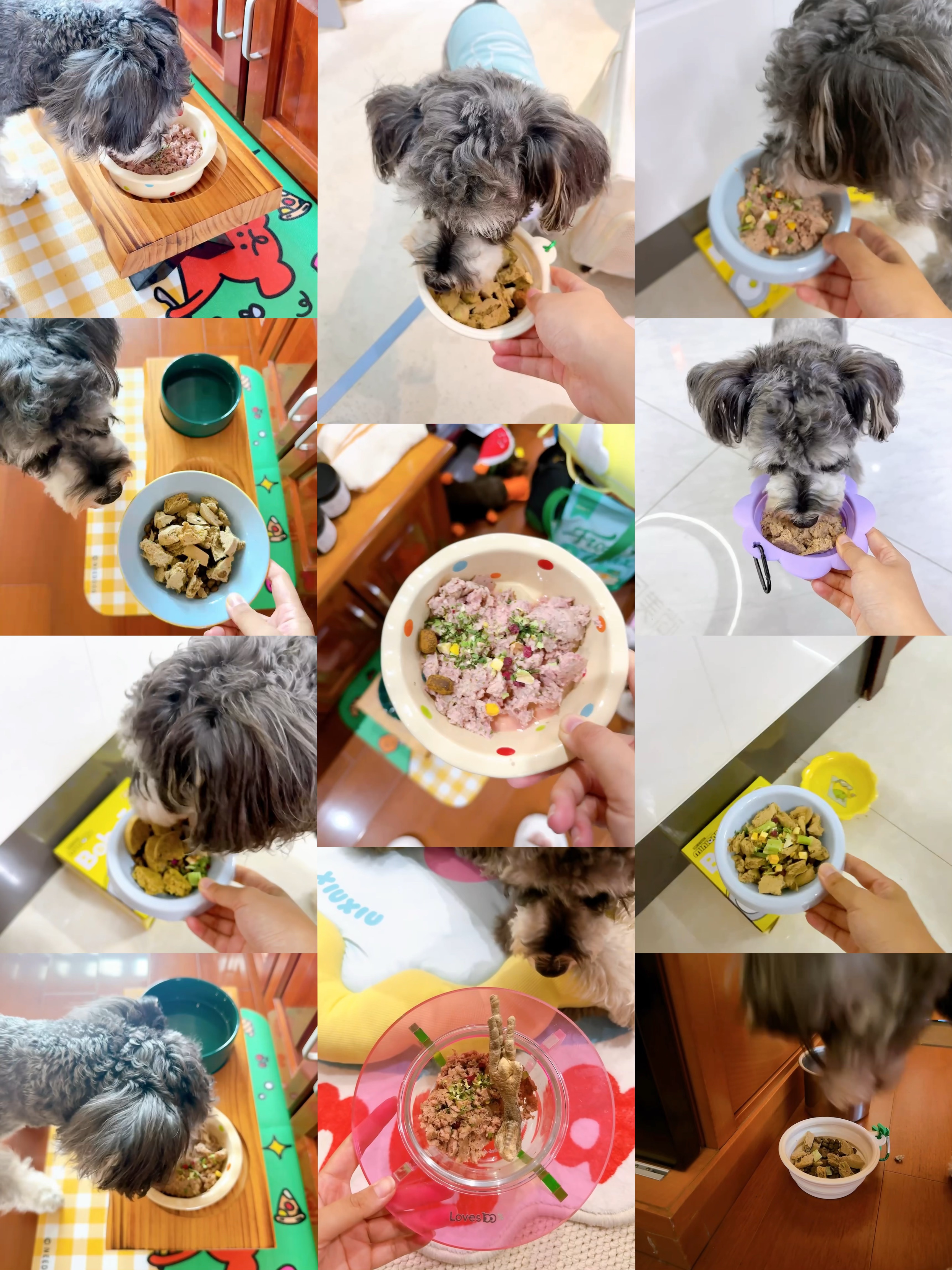 小狗15天减重日记📆
