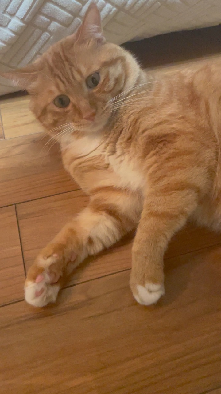 老抽色的猫心眼最多