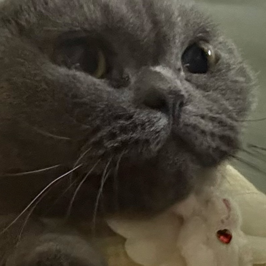 黏人小猫咪💘