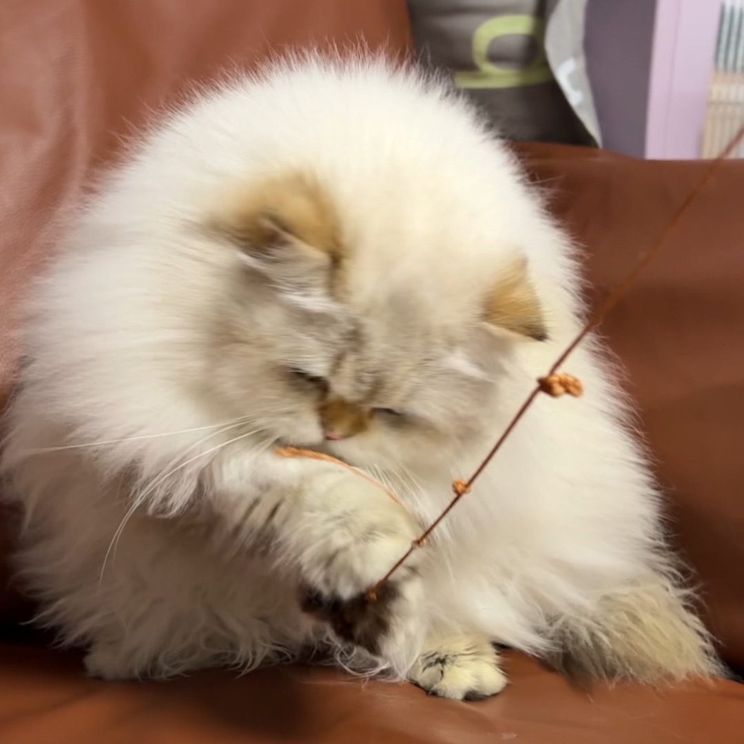 三角饭团猫猫