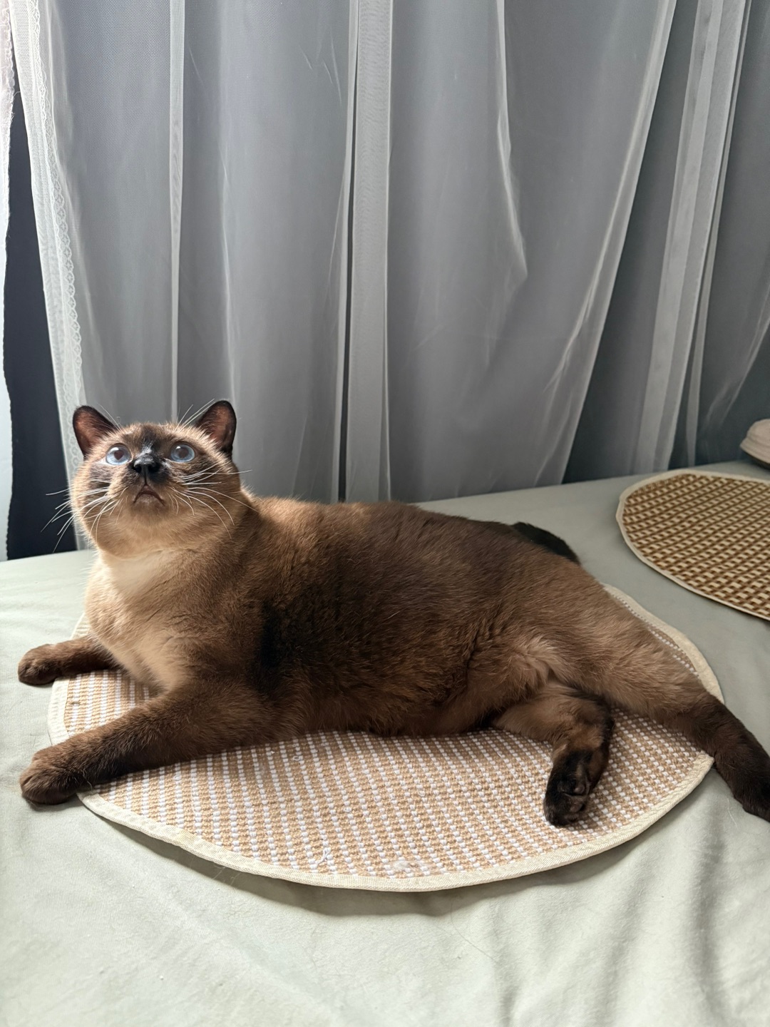 人，今天挖煤好热，咪都晒黑了，发个小猫书 人，今天挖煤好热，咪都晒黑了，发个小猫书