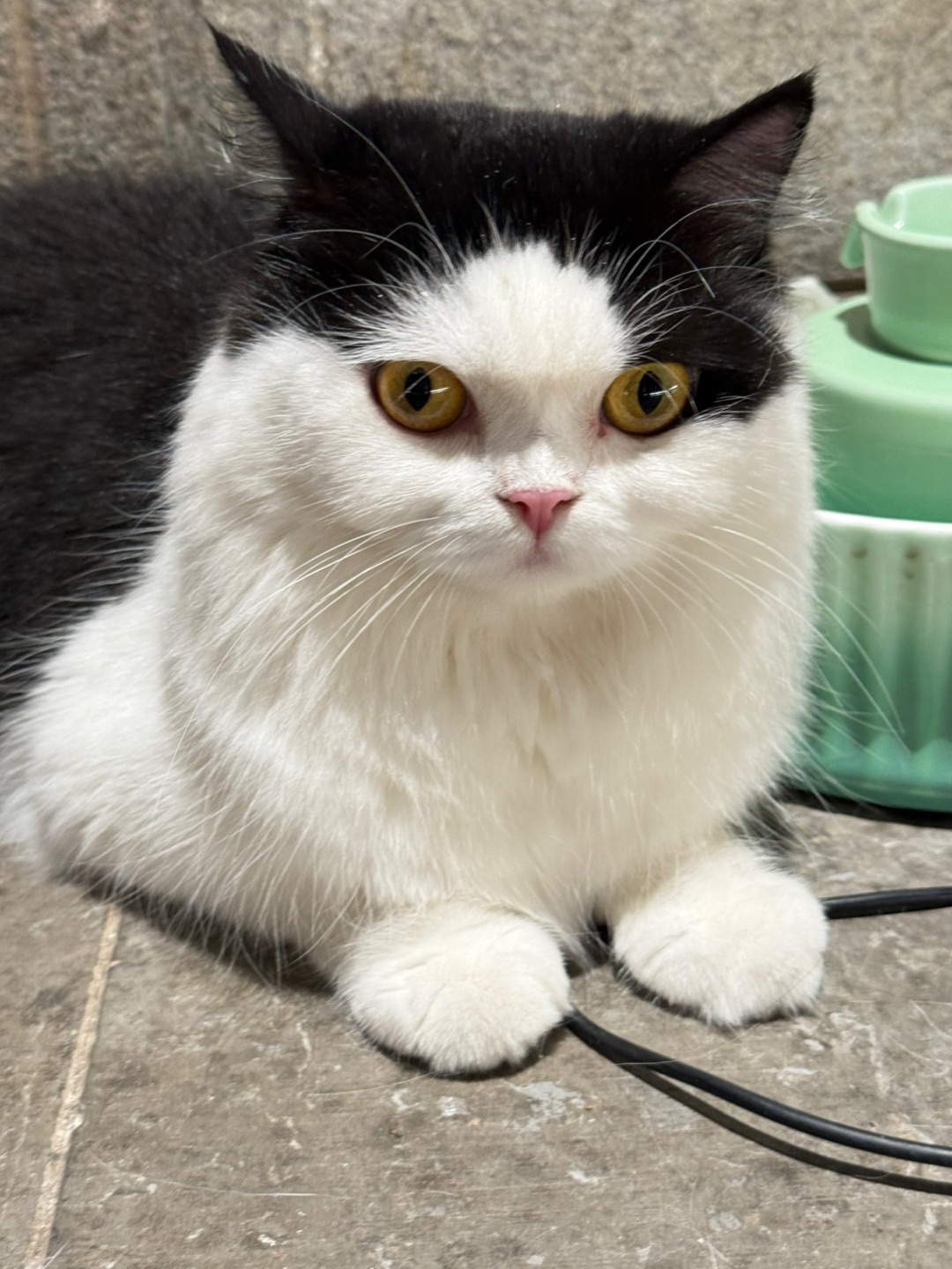 出门玩猫瘾犯了