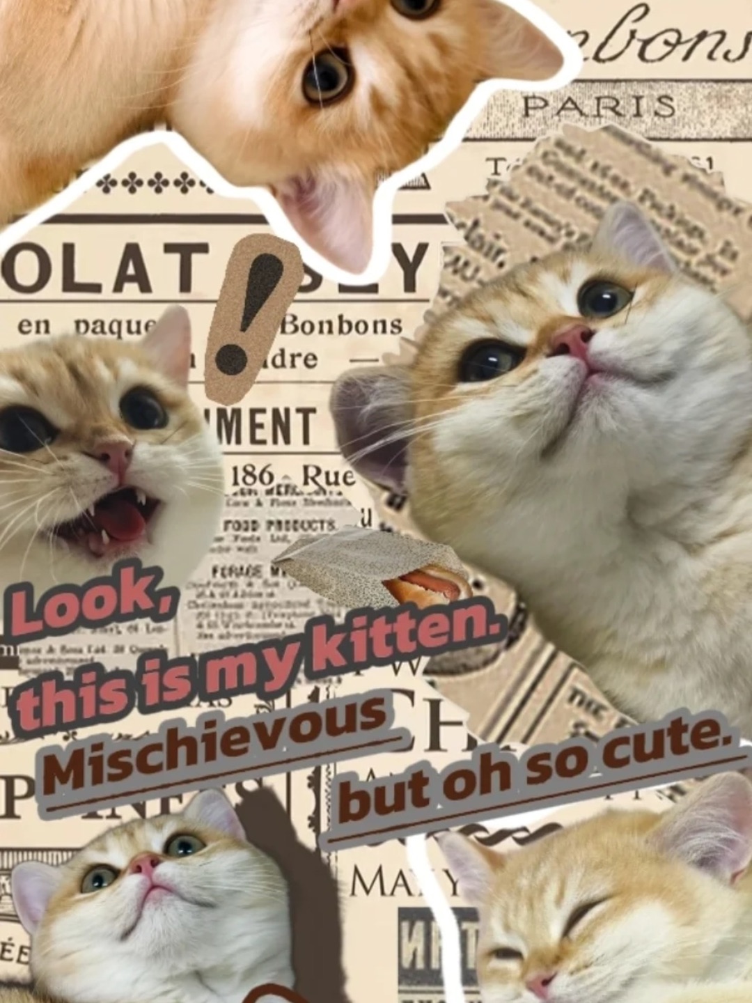 小猫提醒你！你的壁纸该更新了！