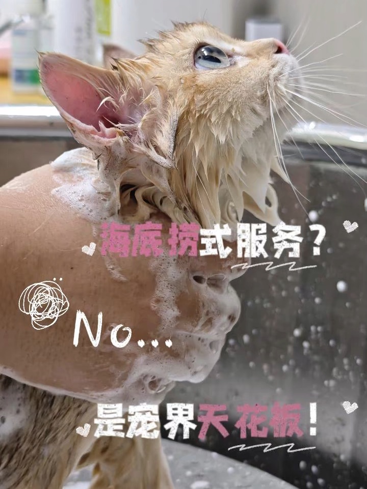 🐾国企背书宠物店？毛孩家长狂喜！✨