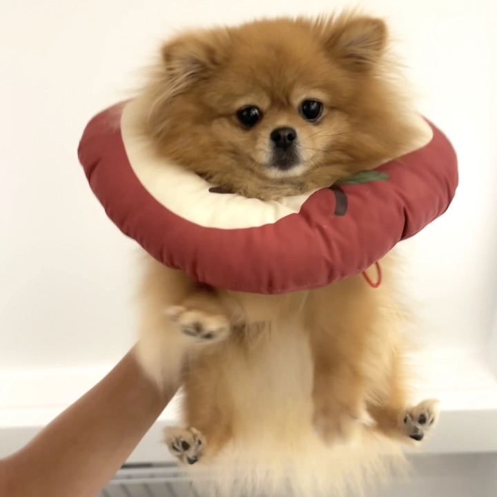 这就是狗爬式游泳吗
