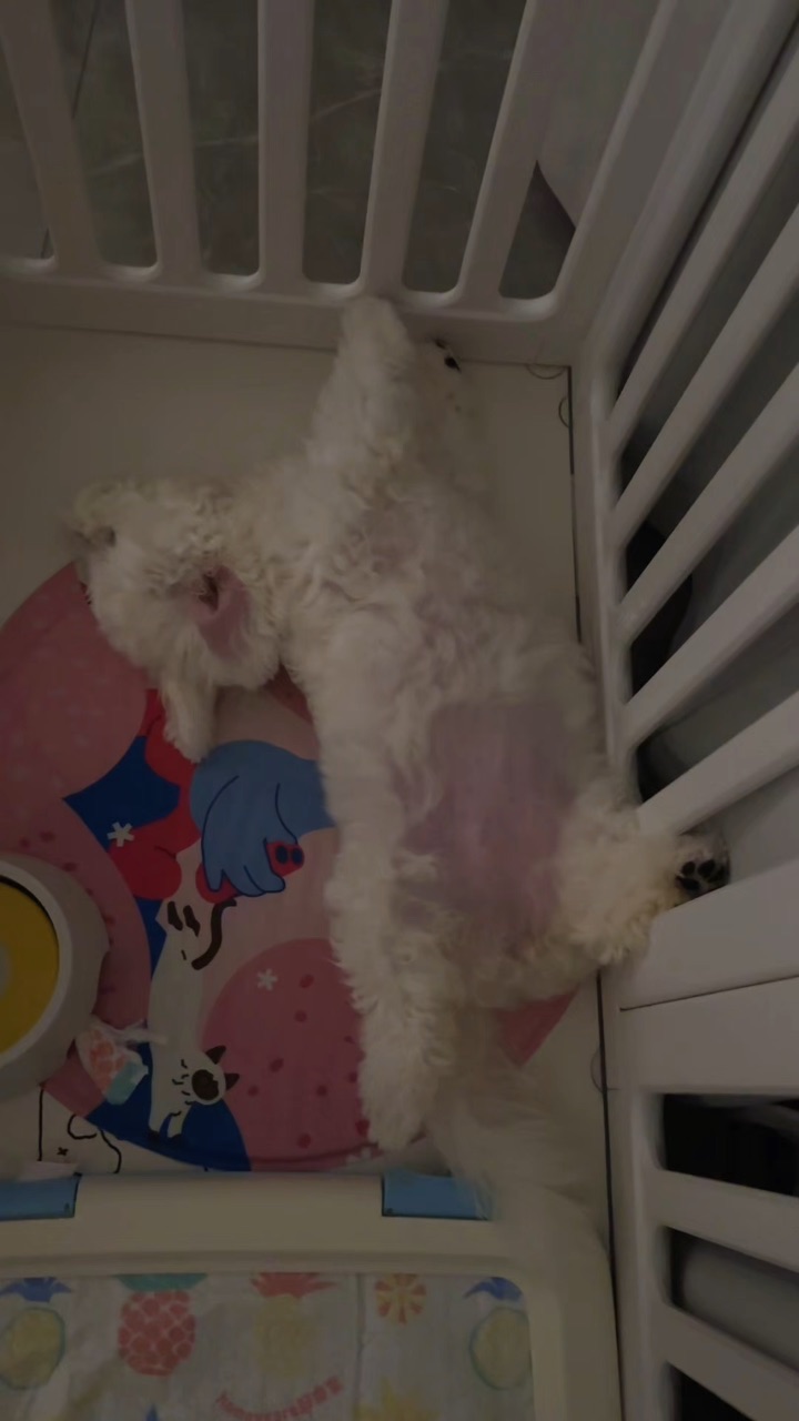 看看小狗的睡姿能有多奇葩