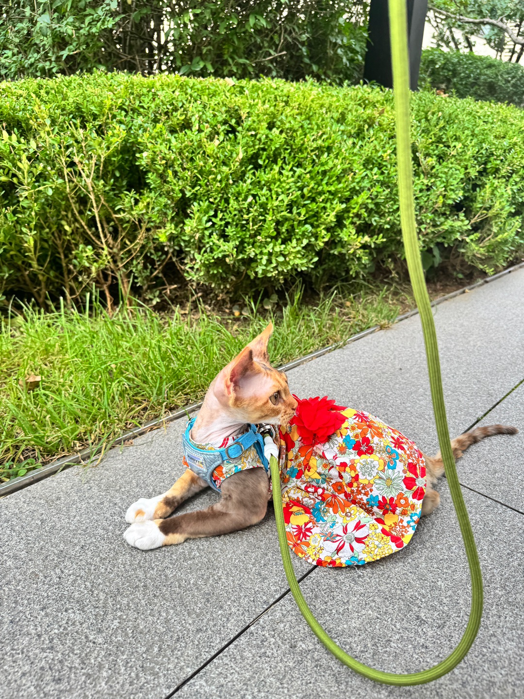 猫咪社会化真不难！