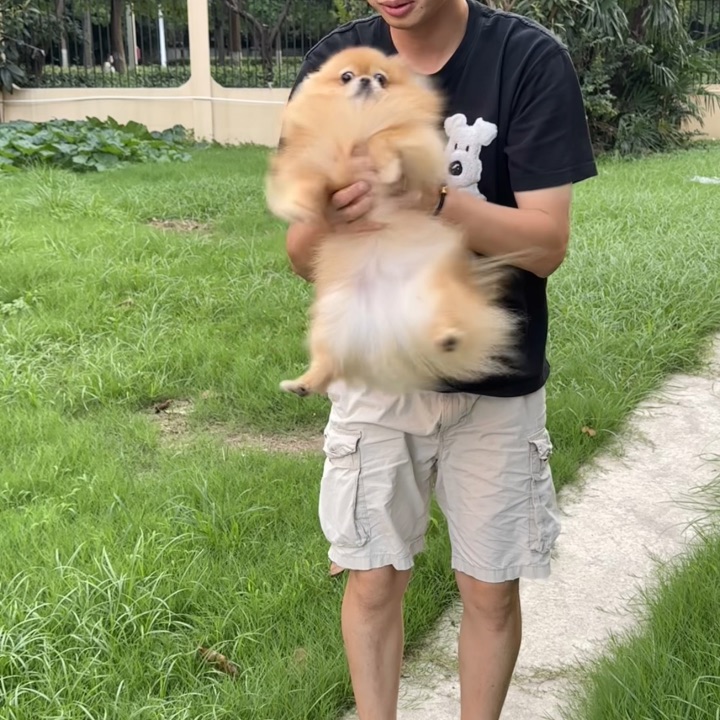 抓到一只野生博美